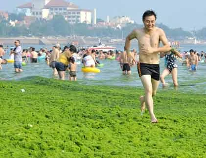 Cận cảnh vùng biển ngập tảo xanh “hút” du khách