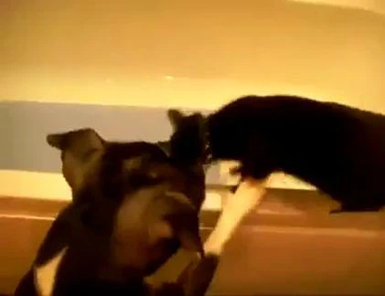 Clip chú chó “chơi đểu“