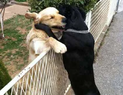 Những cái ôm thân mật của động vật