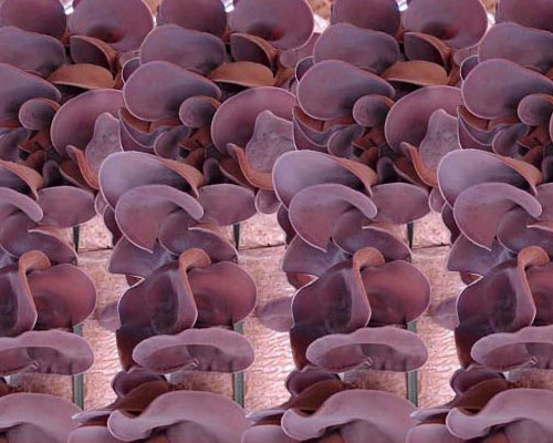 Những món ẩm thực hóa giải nhiễm độc chì