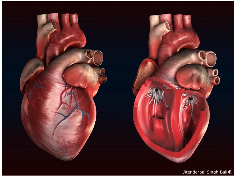 Khám phá từng cm trái tim người