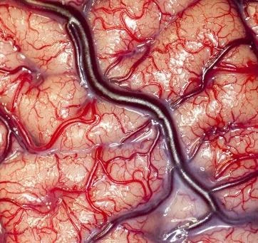 Những hình ảnh tuyệt đẹp về y khoa 