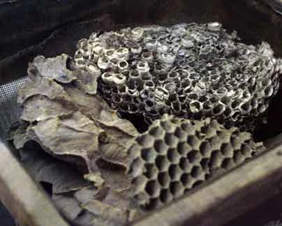 Chùm ảnh: Ác mộng của đế quốc Mỹ khi xâm lược VN