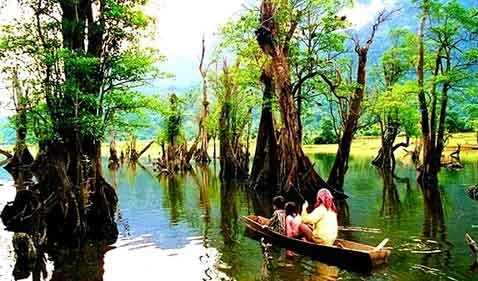 Rừng cây Hà Giang lọt top khu rừng “bồng bềnh” đẹp nhất