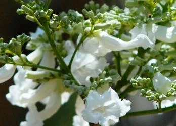 Đẹp ngỡ ngàng hoa phượng trắng duy nhất Việt Nam