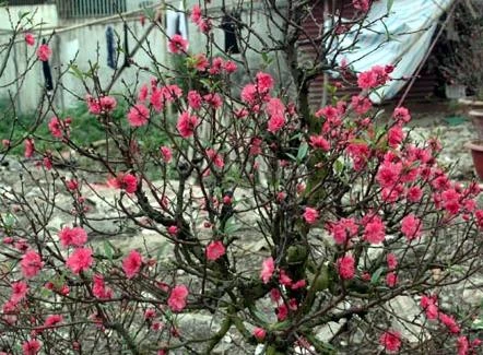 Sắc đào nở sớm ngập tràn đường phố Thủ đô