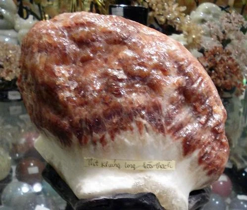 Thú chơi “thịt khủng long” hóa thạch nghìn đô ở Việt Nam