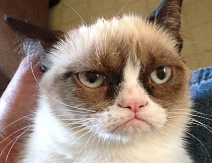 Những chú mèo kỳ dị bỗng dưng nổi như cồn