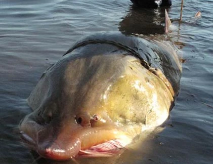 Cá sông Mê Kông được xếp hạng “quái thú” thế giới