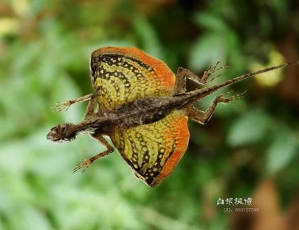 Kỳ lạ loài “rồng” tận dụng... xương sườn để bay