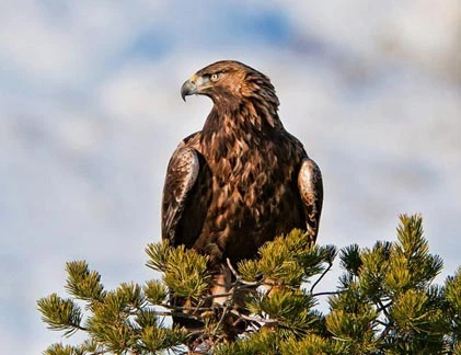 Chùm ảnh cực độc của “chúa tể” bầu trời