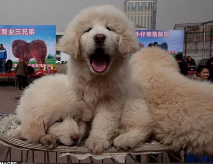 Cận cảnh loài chó ngao Tây Tạng giá “khủng“