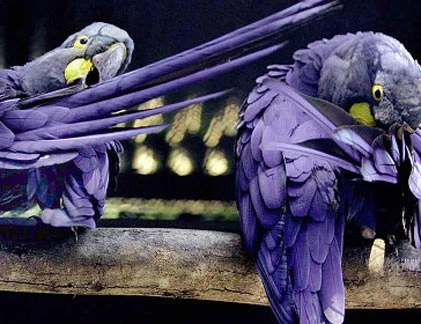 Những kỷ lục khó tin của các loài “quái điểu“