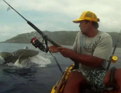 Hi hữu cảnh cá mập tranh “mồi” với… người