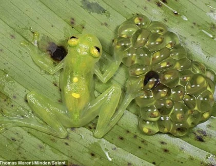 Cận cảnh loài ếch biến màu khi gặp kẻ thù