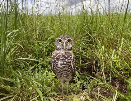 Kỳ dị loài cú sống trong “thế giới ngầm“