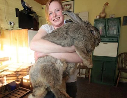 Kỳ lạ thỏ “quái vật” to hơn đứa trẻ 3 tuổi