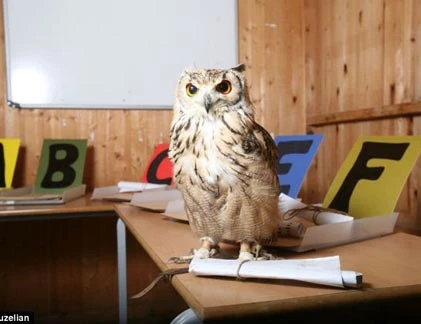 Hy hữu: Chim cú Harry Potter hành nghề ở... Anh