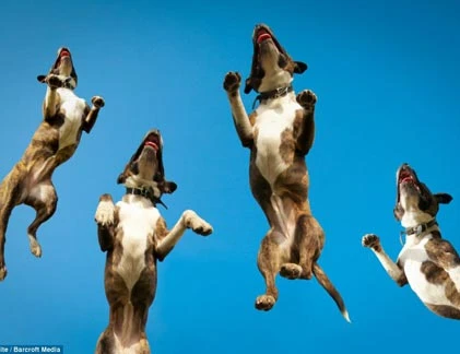 Những pha hành động có một không hai của loài chó