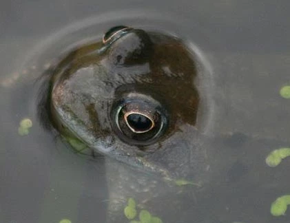 Điểm mặt những động vật ăn đứt... “Gia Cát Dự“