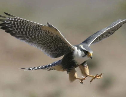 Các kỷ lục khó tưởng tượng của loài “quái điểu“