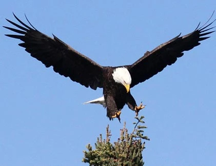 Chiêm ngưỡng chúa tể bầu trời