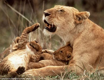 Ảnh xúc động về tình mẫu tử của loài vật