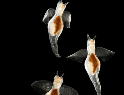 Điểm mặt những sinh vật “tàng hình” dưới đáy biển