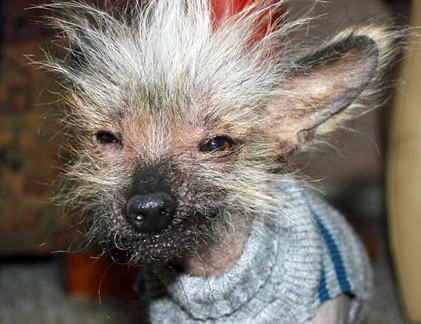 Cuộc thi quái dị cho chó xấu “ma chê quỷ hờn”