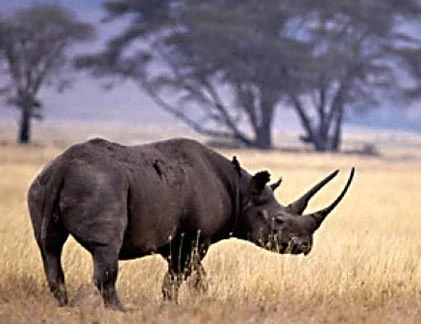  8 loài quái thú luôn bị con người săn đuổi