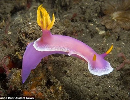 Cận cảnh thủy quái “ngoài hành tinh” dưới đáy biển