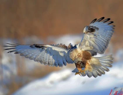 Chùm ảnh “tiểu chúa tể bầu trời” tung cánh