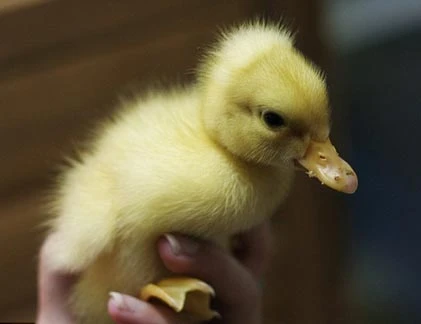 Tận mắt khoảnh khắc chào đời rợn người của họ nhà vịt