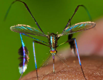 Ly kỳ loài muỗi độc nhất biết... tán gái