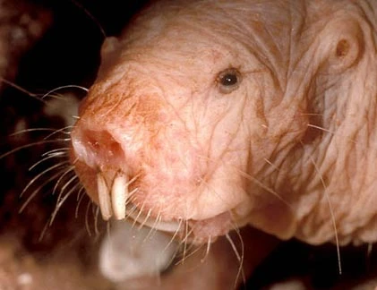 Kỳ dị loài “sinh vật lạ” trẻ mãi không già