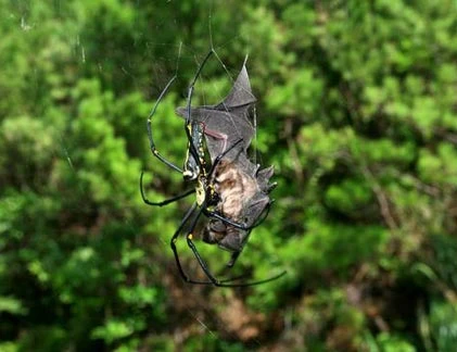 Kinh hoàng cảnh nhện ăn thịt dơi