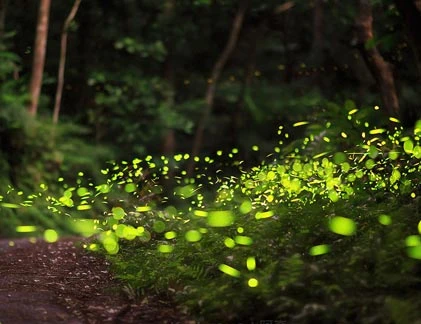 Kỳ lạ: Hàng ngàn con đom đóm thắp sáng cả khu rừng
