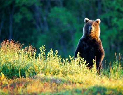 Xứ sở Kamchatka thần tiên của các loài vật