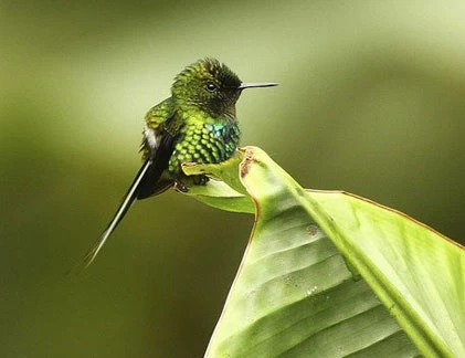 Loài chim “kỷ lục gia” bé hơn cả đồng xu