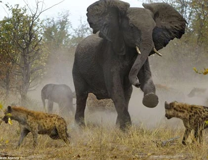 “Chộp” cảnh voi điên cuồng tử chiến đàn linh cẩu