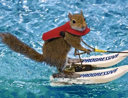 Chùm ảnh sóc lướt ván siêu đẳng