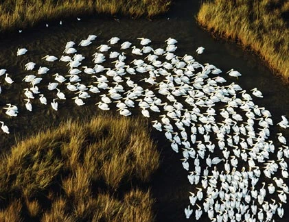 Những cuộc “hành quân” vĩ đại khắp Trái đất của động vật