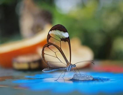 Cận cảnh bướm trong suốt bí ẩn