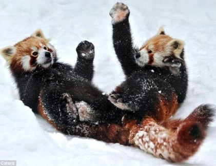 Cận cảnh cuộc chiến Kungfu của loài gấu đỏ