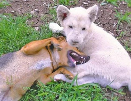 Sư tử trắng và chó, cặp bài trùng kỳ lạ 