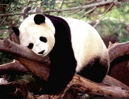 Chùm ảnh những chú gấu trúc siêu ngộ nghĩnh