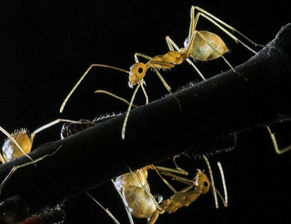 Khám phá kiến “sát thủ” khắc tinh của... iPhone