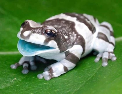 Kỳ dị loài ếch tiết “sữa” khi bị... stress