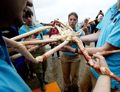 Cận cảnh “quái cua” số 1 thế giới