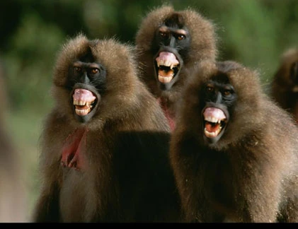 Sự thật kinh hoàng về các bà mẹ trong thế giới động vật